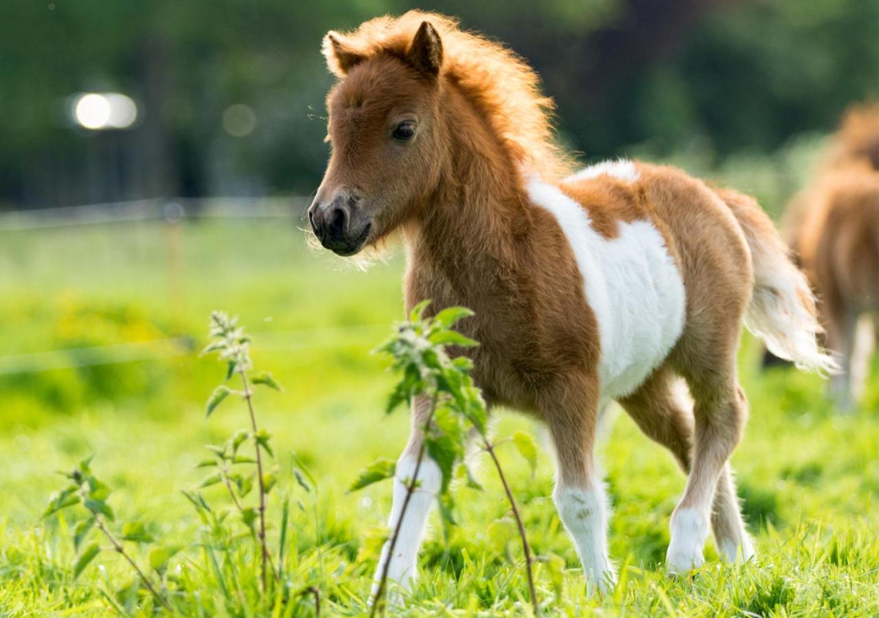 Wyspa Wisla Przyjazna Przystan Stezyca Stezyca  ภายนอก รูปภาพ